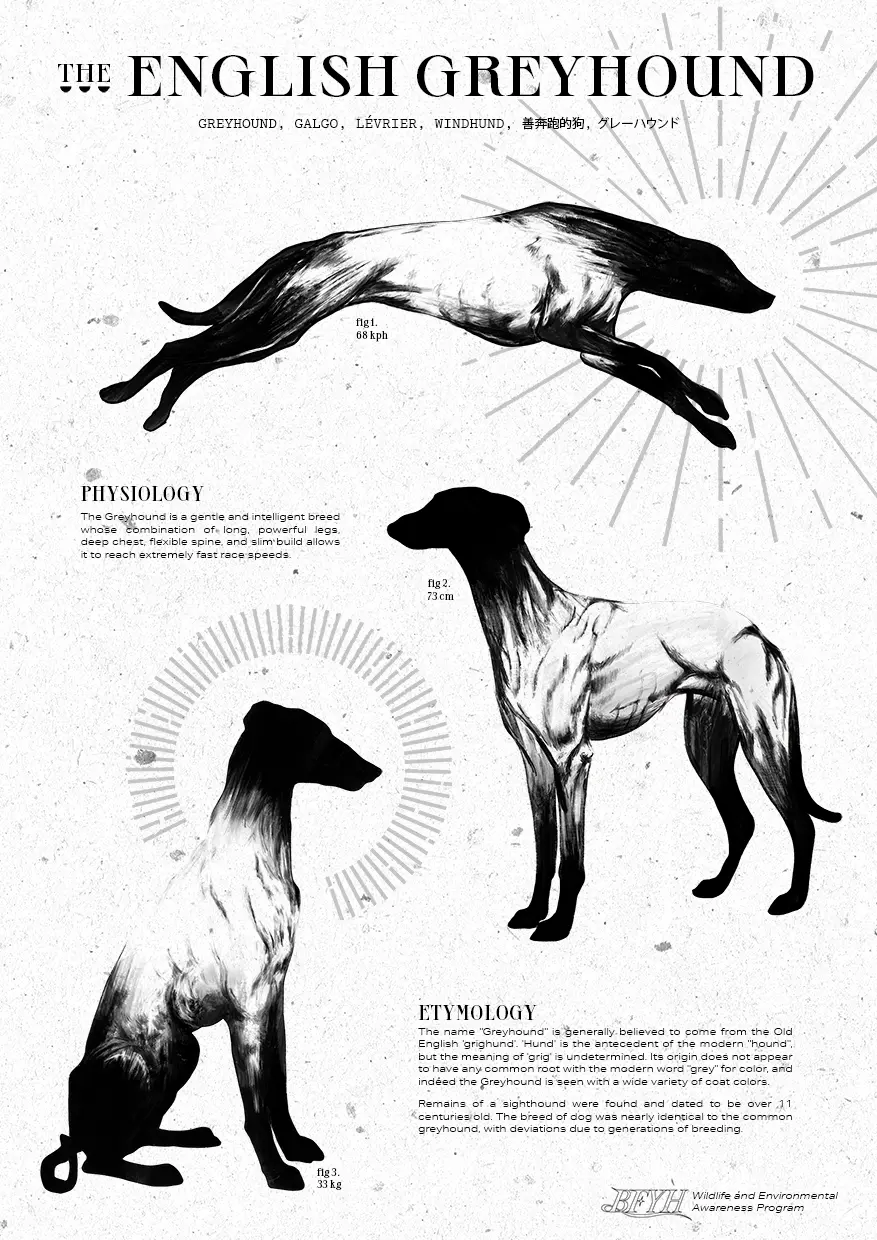 greyhound-sml-1